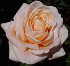 Realistic Pink Orange Rose